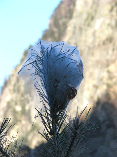 Processionaria del pino - Alta Valtellina